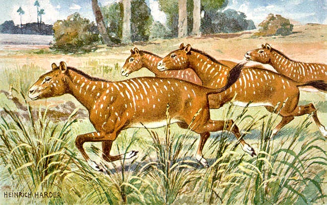 Equine Evolution Equine Evolution