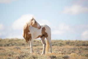 Misun, Red Desert stallion