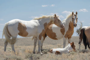 Misun, Red Desert stallion