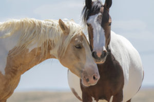 Misun, Red Desert stallion
