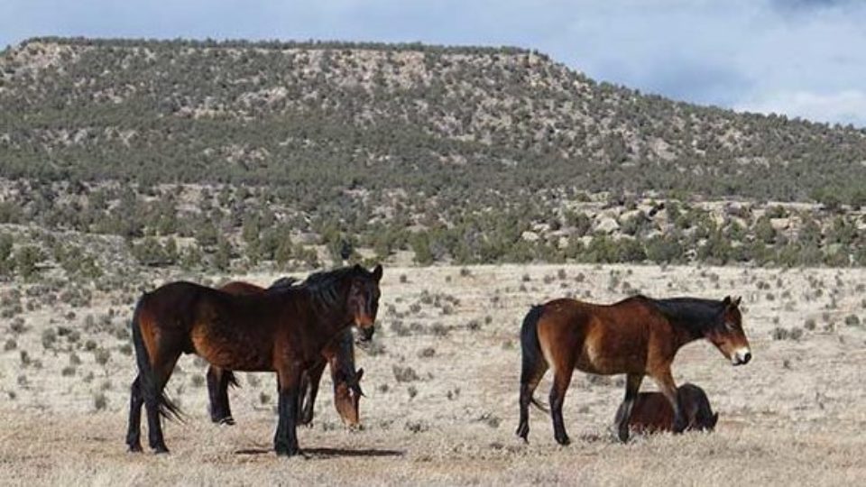 NM_CarracasMesa_photo1_20161005