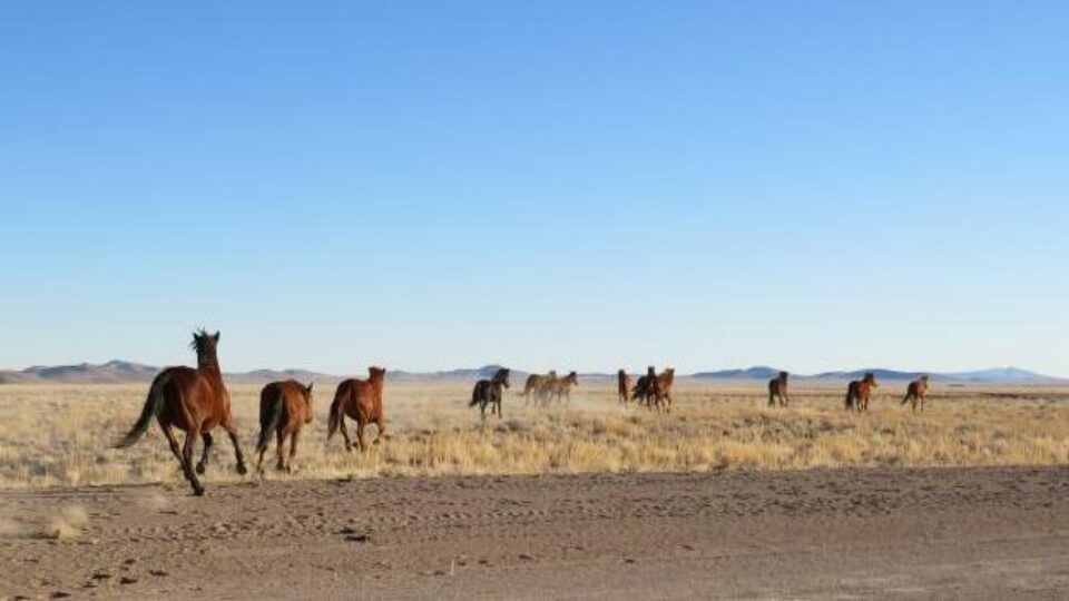 NWHR Mare Release wide (1)