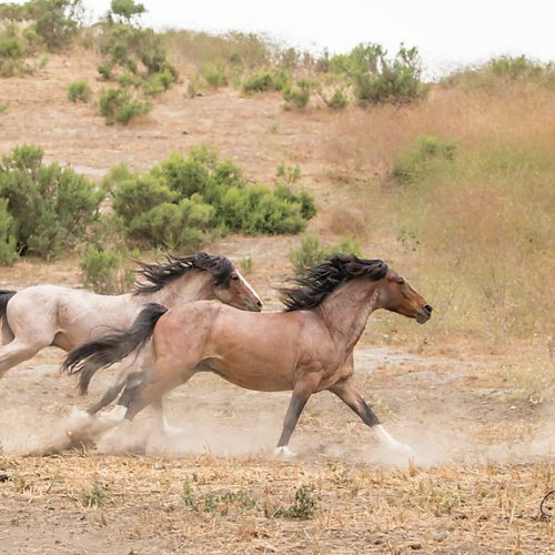 The Mustang