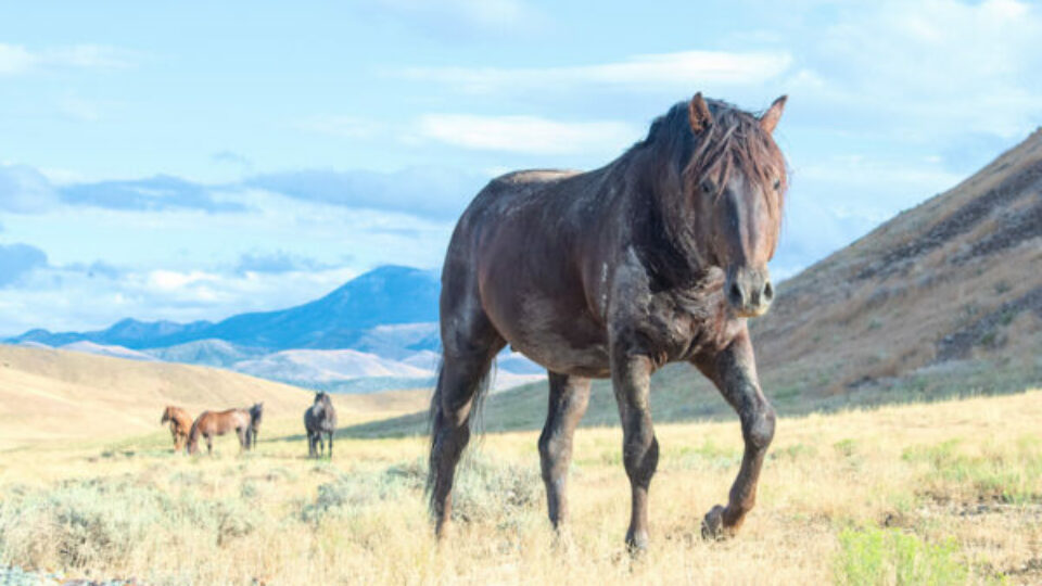 Onaqui Range 800 – meg