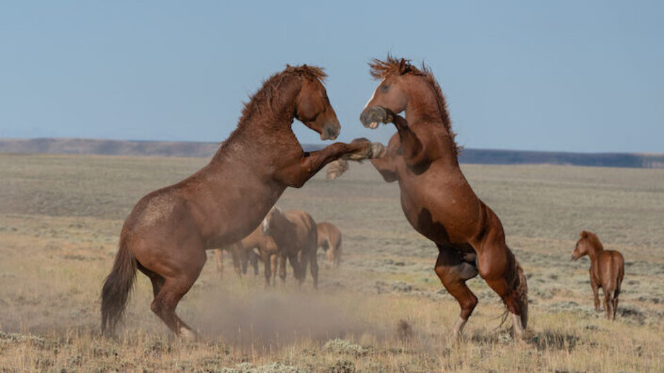 RID05651 smaller copy