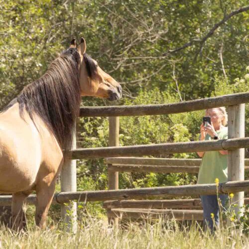 Spirit of the Horse: Fans from 20 states celebrate Spirit’s 31st birthday