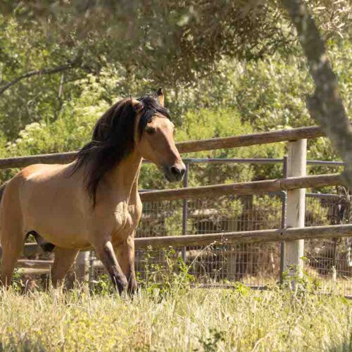 Spirit of the Horse: Fans from 20 states celebrate Spirit’s 31st birthday
