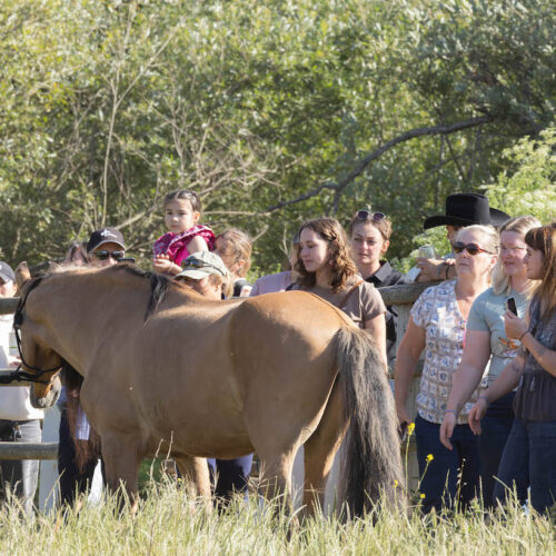Spirit of the Horse: Fans from 20 states celebrate Spirit’s 31st birthday