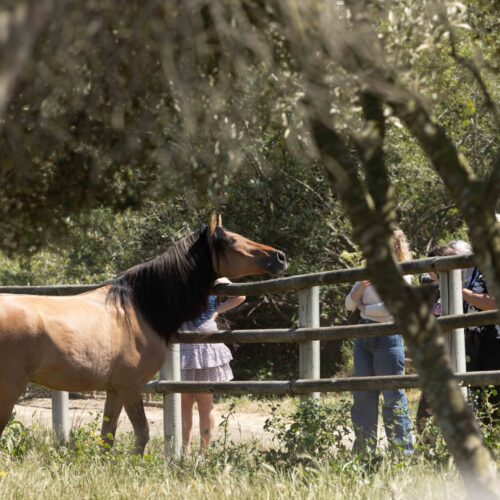 Spirit of the Horse: Fans from 20 states celebrate Spirit’s 31st birthday