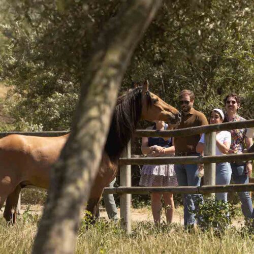Spirit of the Horse: Fans from 20 states celebrate Spirit’s 31st birthday