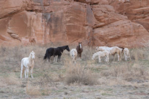 Angel, Red Desert Mare, Misun’s band
