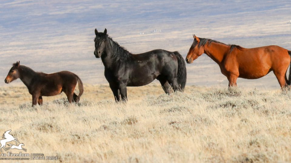 Roack-Springs-5150-1024×501