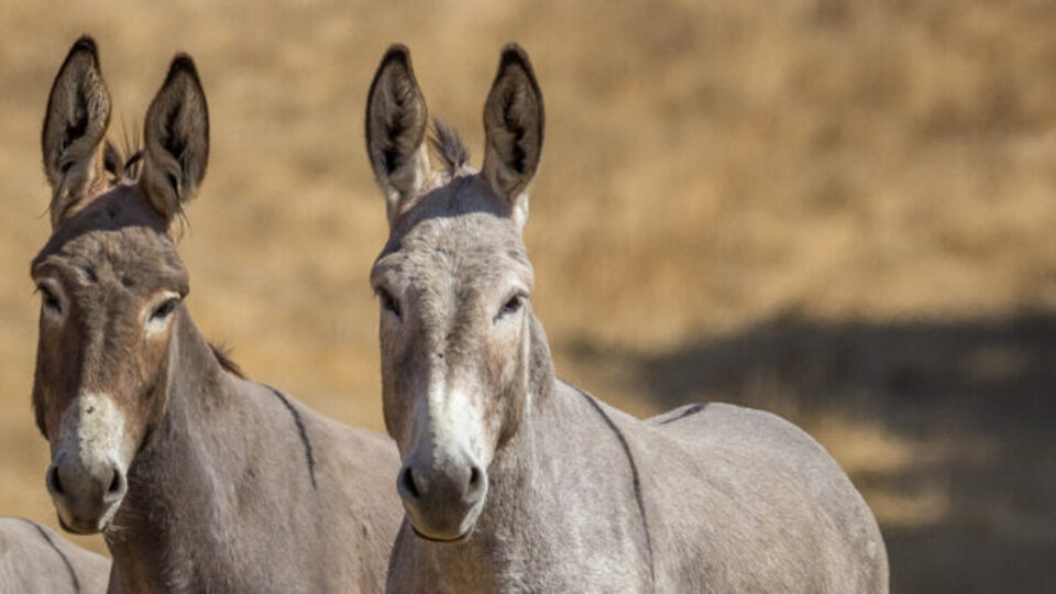 SLO burros-Kaitlyn Toay 2018-IMG_6383 copy 2