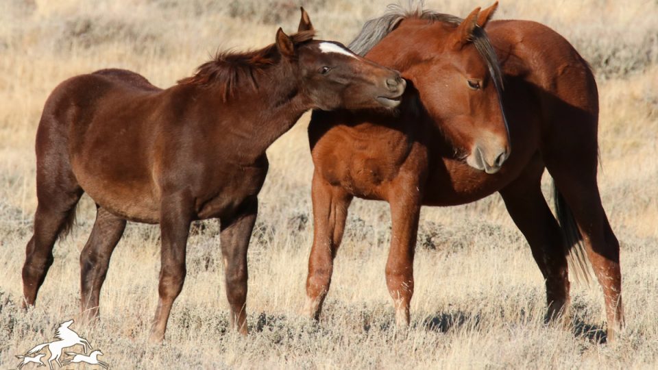 Salt-Wells-Creek-7312