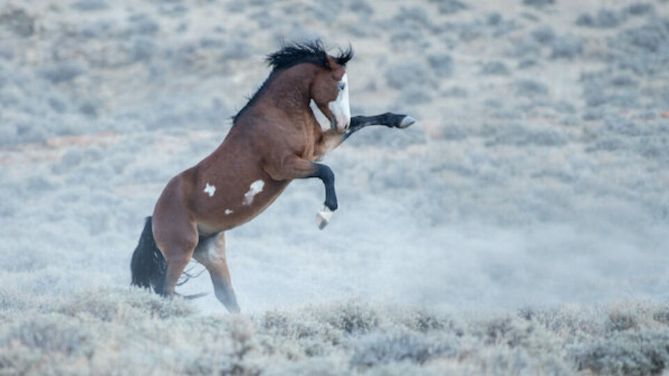 SaltWellsCreek-Meg Frederick web