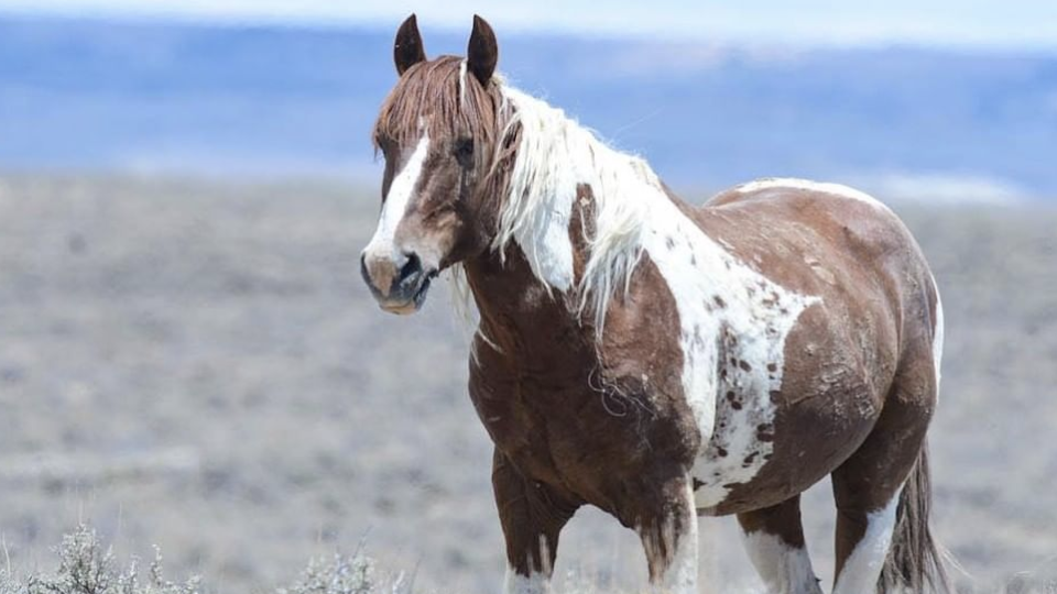 Screen Shot 2021-07-02 at 12.32.05 PM