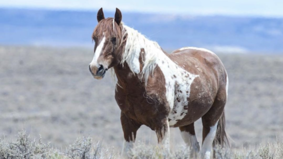 Screen Shot 2021-07-02 at 12.32.05 PM