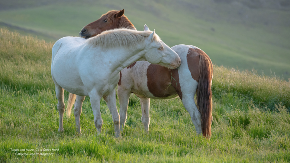 Screen Shot 2024-09-06 at 11.39.33 AM