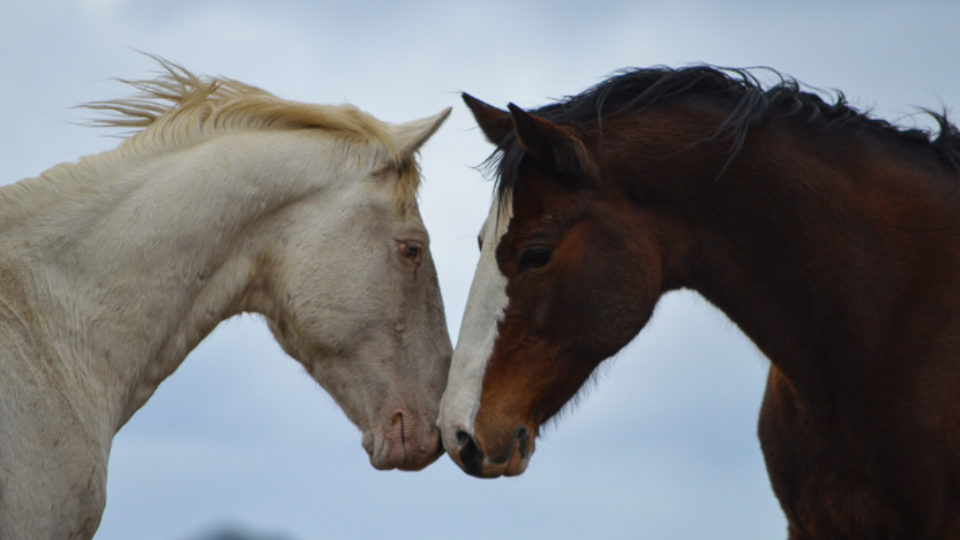 Silver King and Nia- Paloma Ianes- Feb. 22, 2018 copy 2
