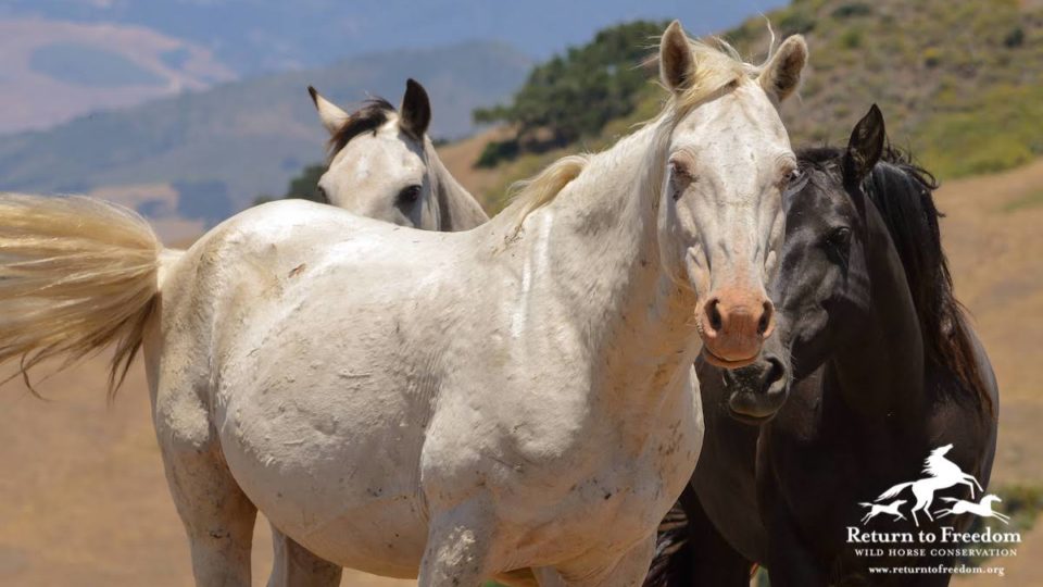 Silver King and his Mares-P.Ianes_