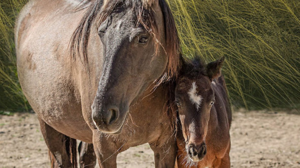 Spanish grulla mare and foal