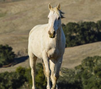 Curly, Galahad, and Silver King