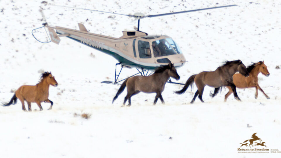 Sulphur Springs Wild Horse Roundup