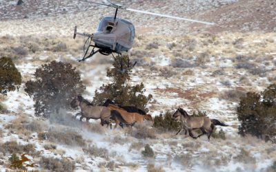 The American Wild Horse Wipeout
