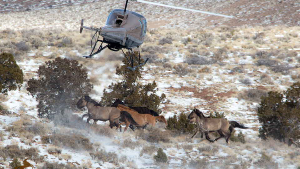 Sulphur Springs Wild Horse Roundup