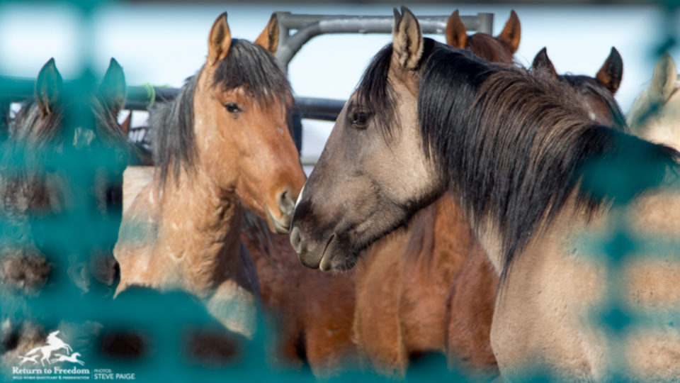 Sulphur-temp-holding-4631