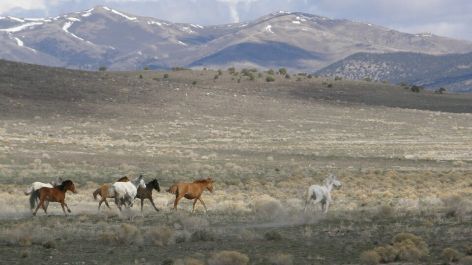 Triple B – BLM photo