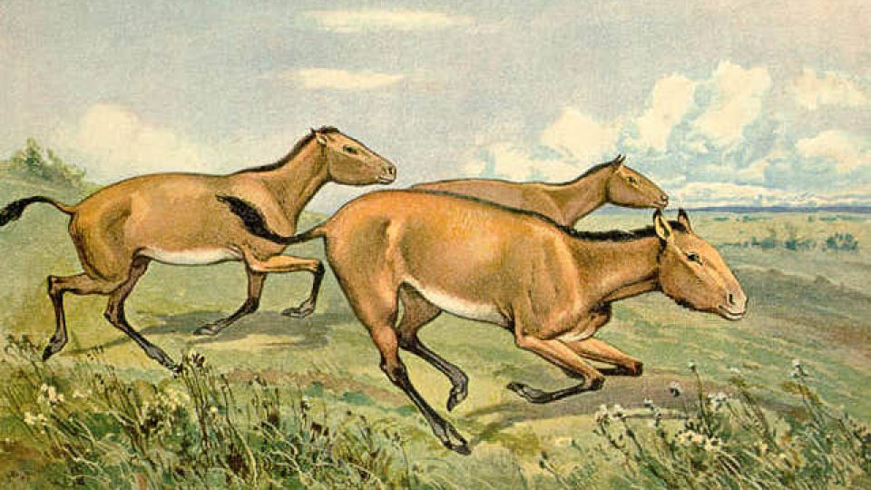 Evolution HorseTalk