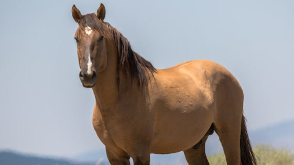 Wildhorse-2 copy