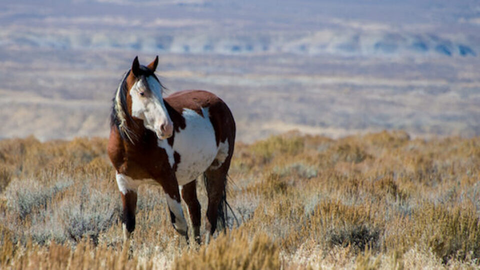 Wildhorse-7 copy