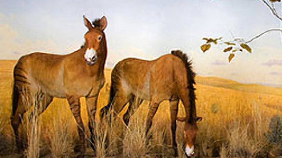 Horse Evolution (AMNH)