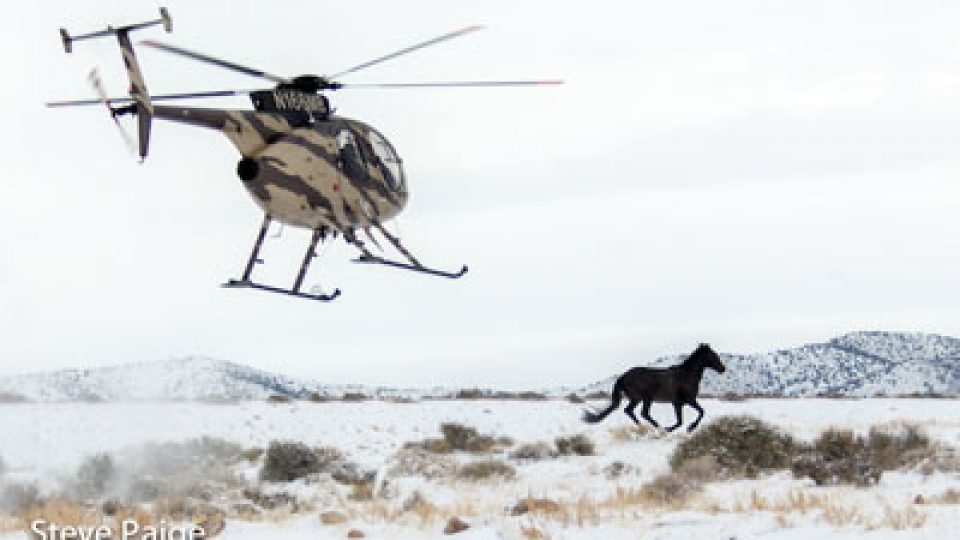 Frisco Wild Horse Roundup