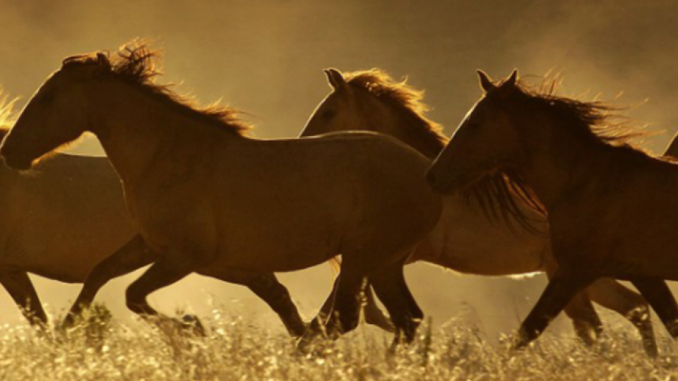 Return to Freedom