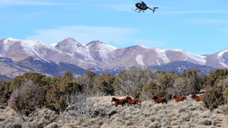 blm nevada