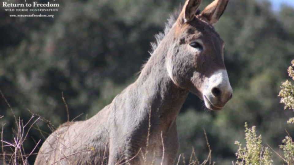 burro on hill dawson