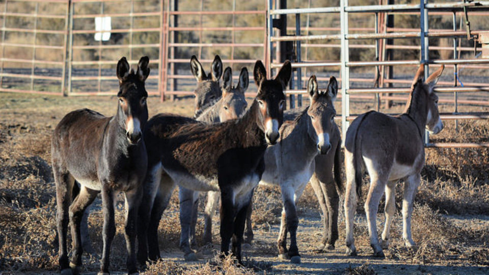 burros