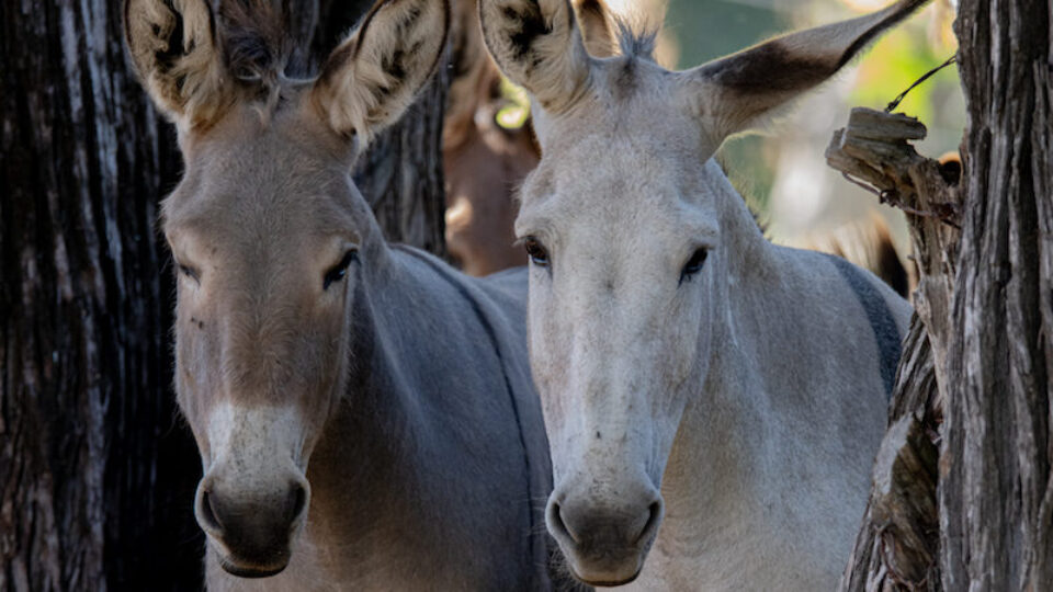 burros deb hofstetter