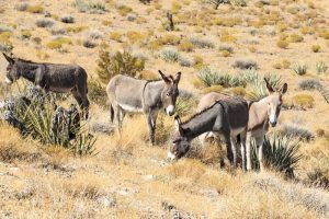 Wild Horse Nation
