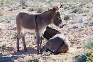 Wild Horse Nation