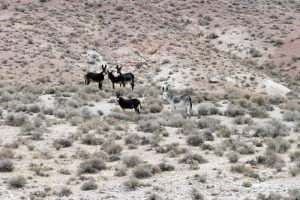Wild Horse Nation
