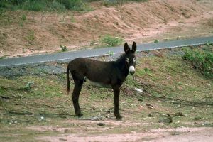 Wild Horse Nation