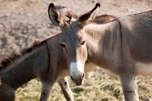 Wild Horse Nation