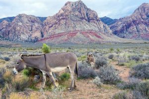Wild Horse Nation