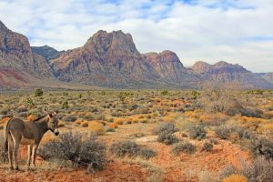 Wild Horse Nation