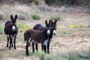 Wild Horse Nation