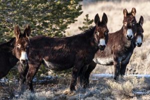 Wild Horse Nation